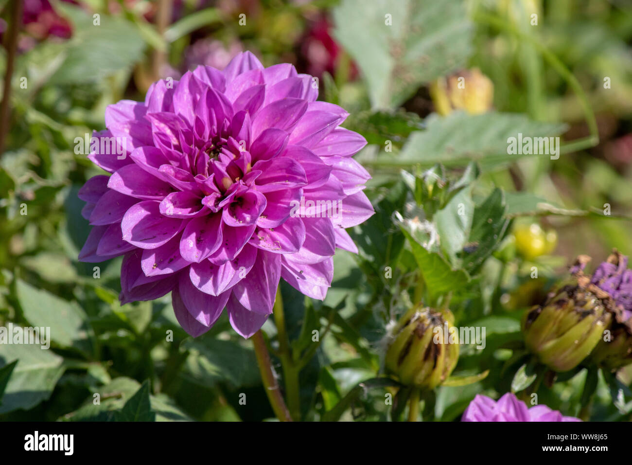 Nahaufnahme von Dahlia pinnata Blume. Unscharfer Hintergrund. Stockfoto