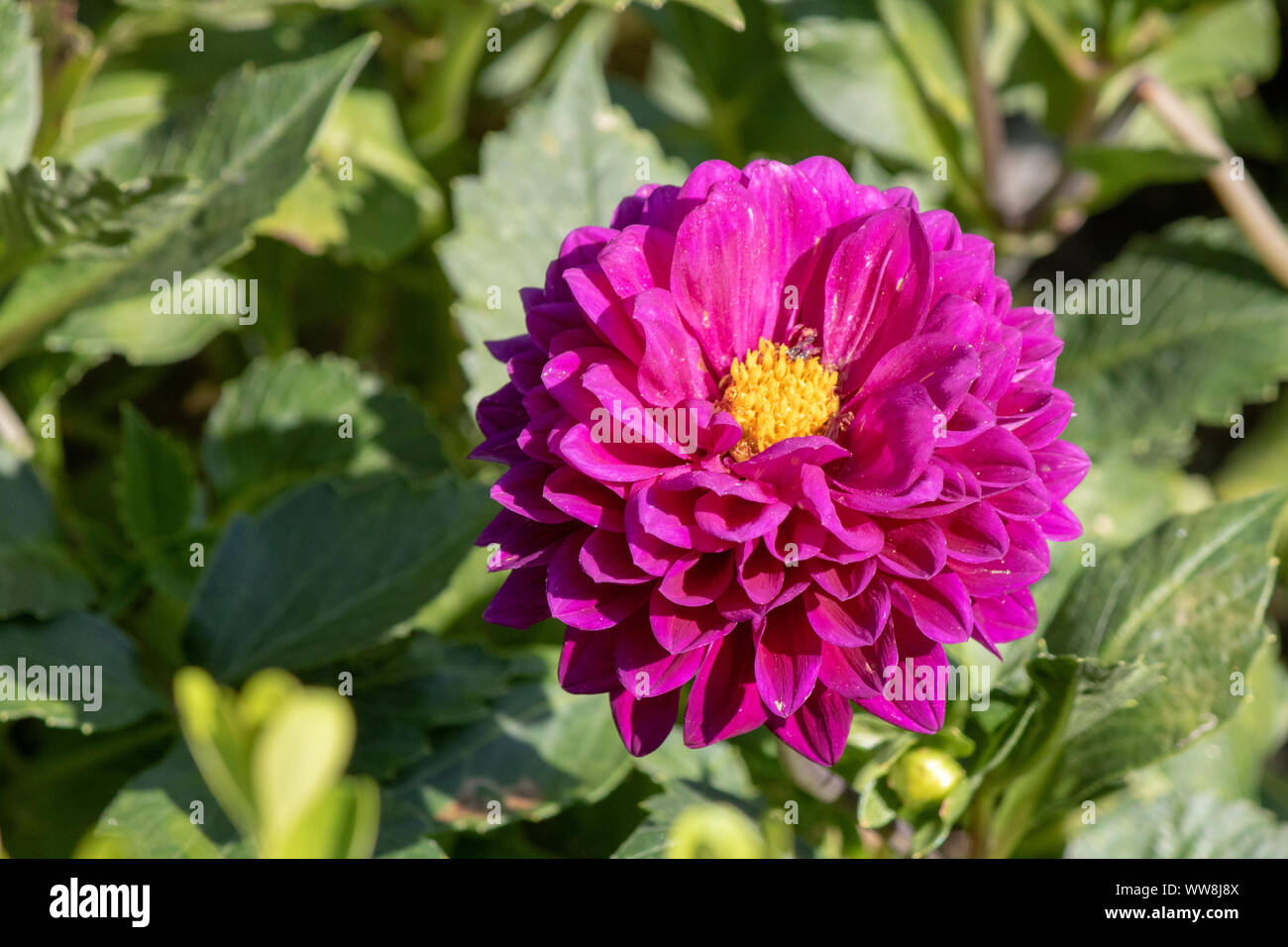Nahaufnahme von Dahlia pinnata Blume. Unscharfer Hintergrund. Stockfoto