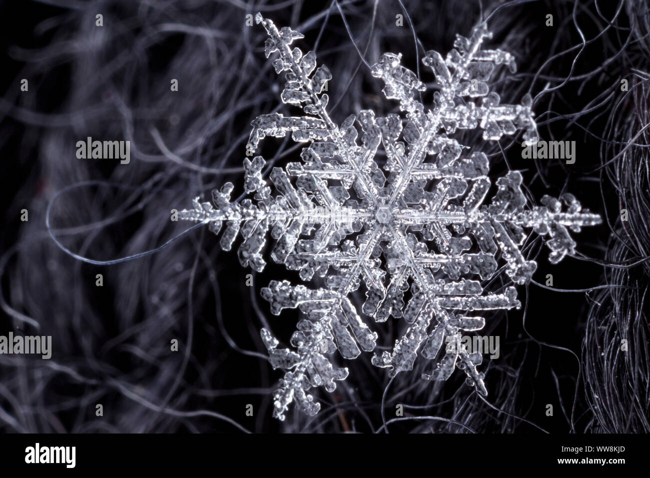 Snowflake, Extreme Makroaufnahmen Stockfoto