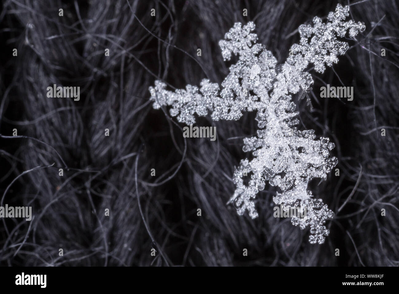 Snowflake, Extreme Makroaufnahmen Stockfoto