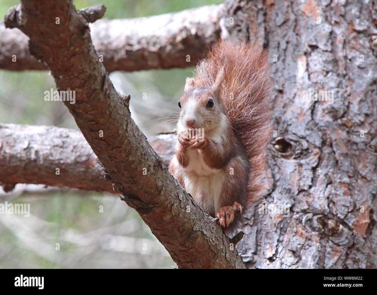 Spanische Rote Eichhörnchen (sciurus vulgaris) thront hoch in einer Kiefer Essen einer Mutter. In Guardamar an der Costa Blanca, Spanien. Stockfoto