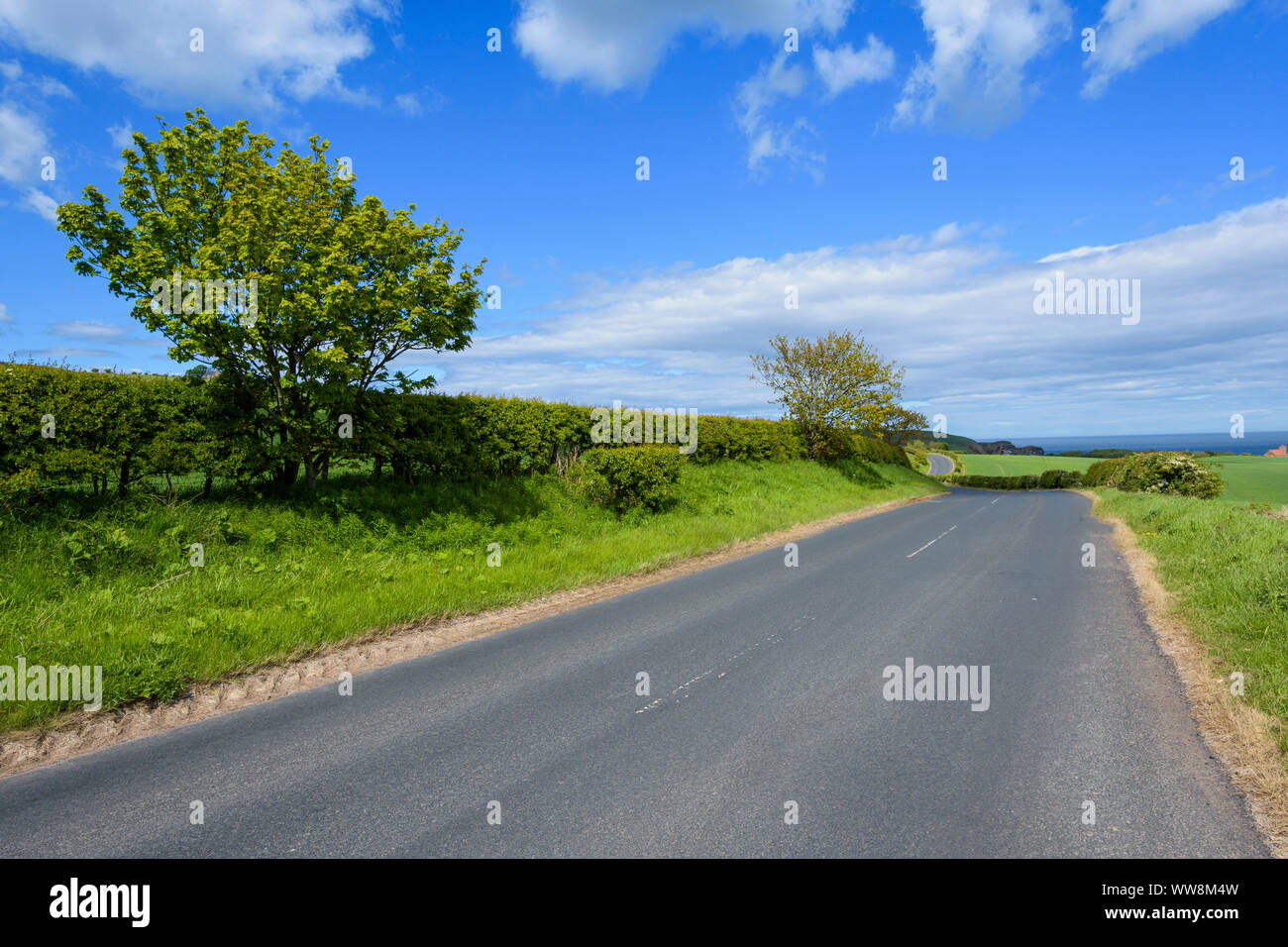Landstraße im Frühjahr, St Abbs, Schottland, Vereinigtes Königreich Stockfoto