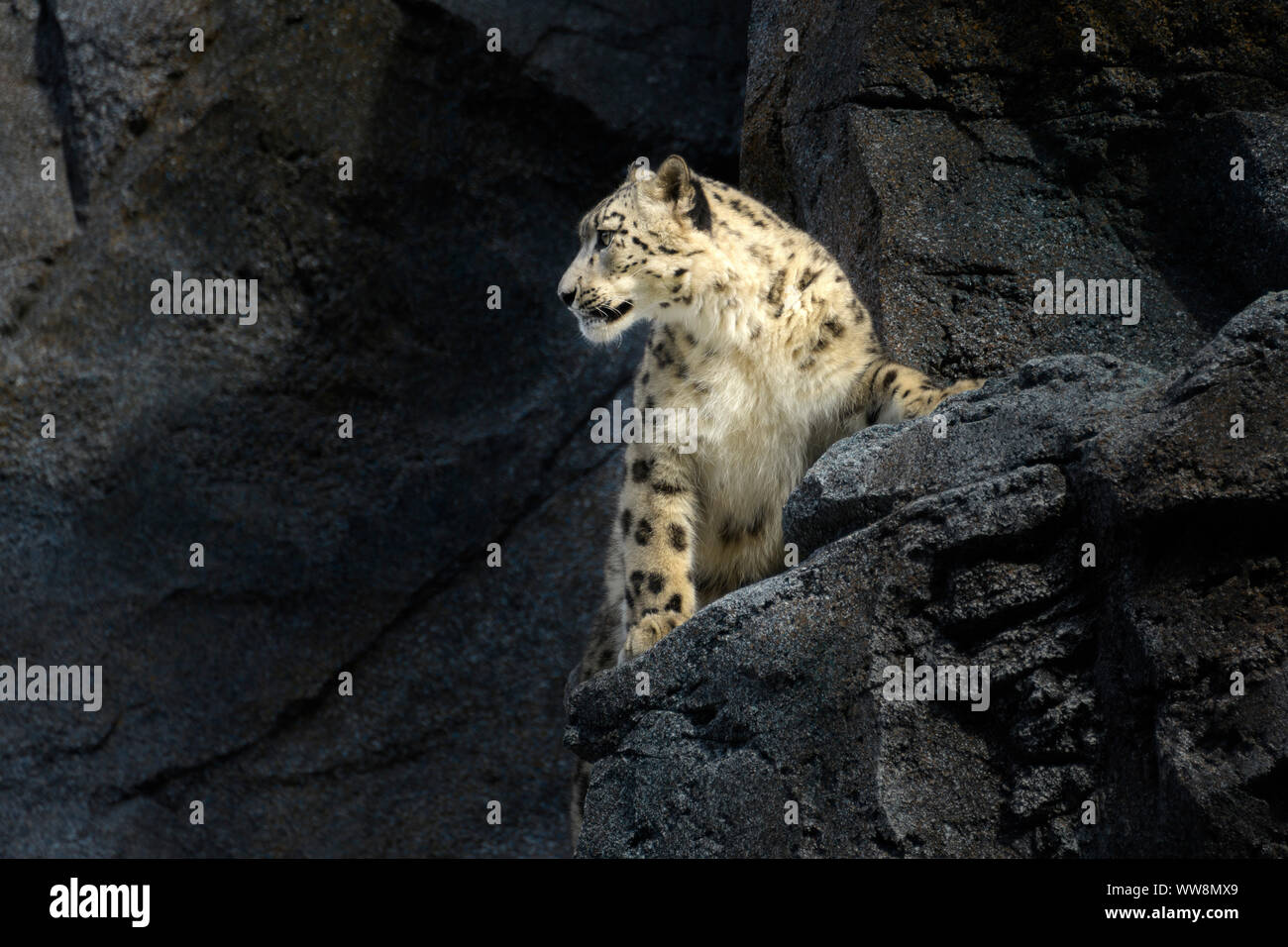 Snow Leopard Panthera uncia Stockfoto