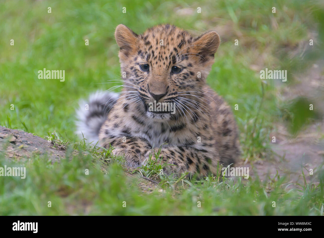 Amur leopard Panthera pardus orientalis, cub Stockfoto