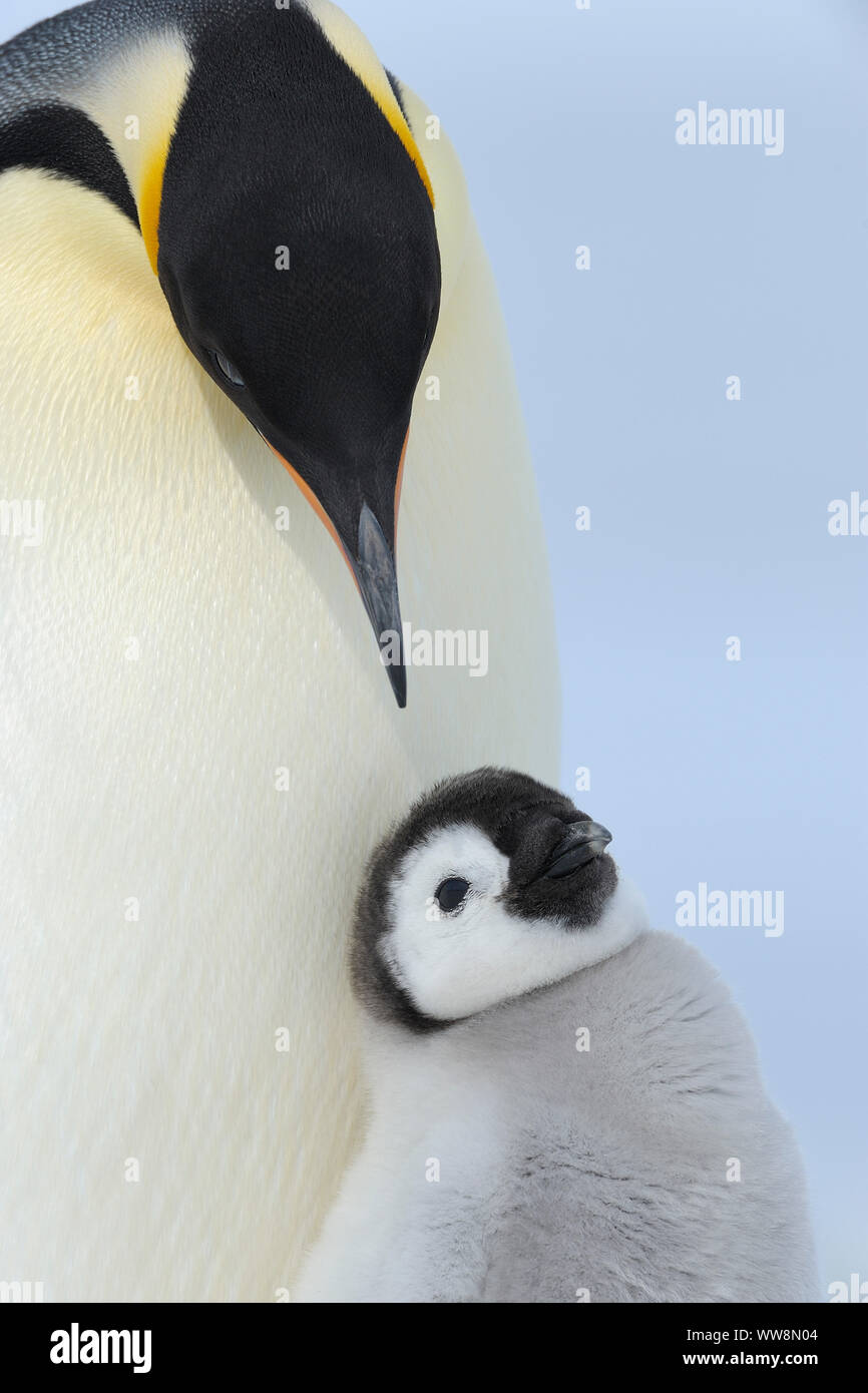 Kaiserpinguine, Aptenodytes forsteri, mit einem Küken, Porträt, Snow Hill Island, Antartic Peninsula, Antarktis Stockfoto