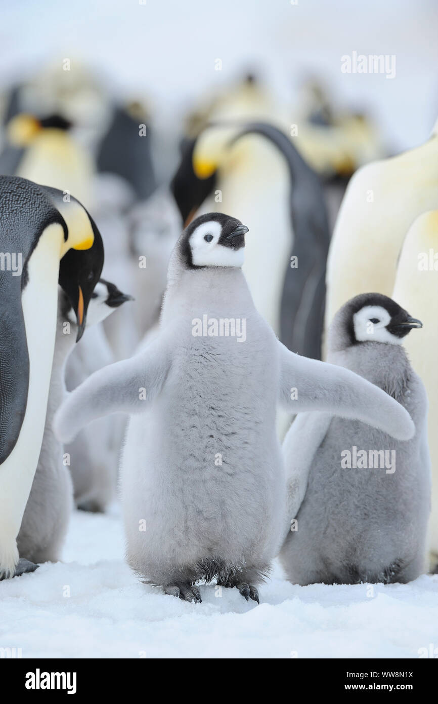 Kaiserpinguine, Aptenodytes forsteri, Chick Verbreitung Flügel, Snow Hill Island, Antartic Peninsula, Antarktis Stockfoto