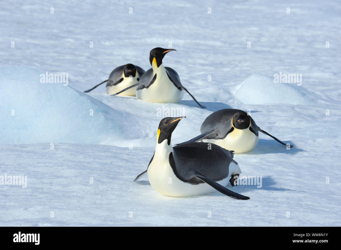 Kaiserpinguine, Aptenodytes forsteri, Erwachsenen rutschen auf dem Bauch über das Eis, Snow Hill Island, Antartic Peninsula, Antarktis Stockfoto