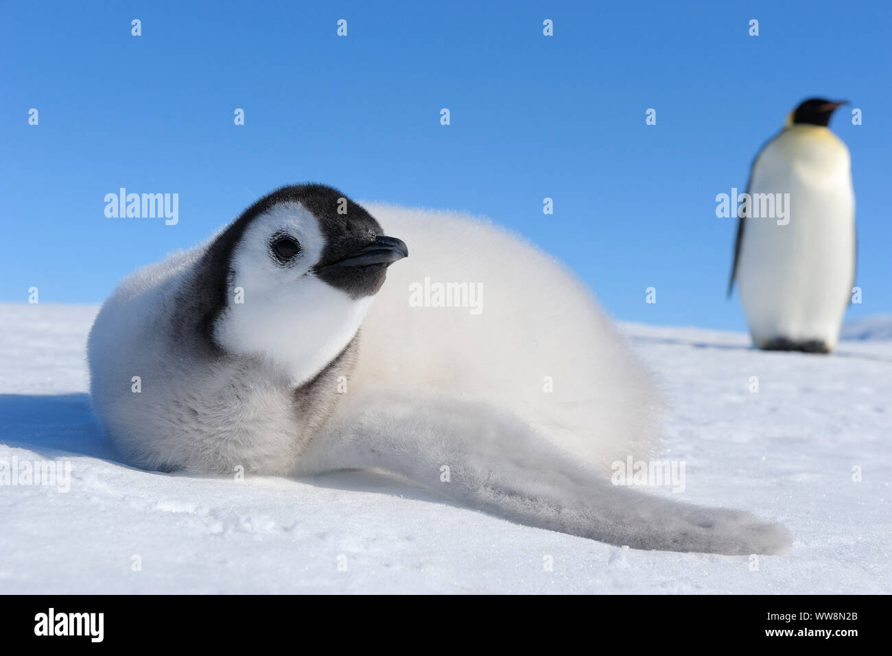 Kaiserpinguine, Aptenodytes forsteri, Chick liegt auf Eis, Snow Hill Island, Antartic Peninsula, Antarktis Stockfoto