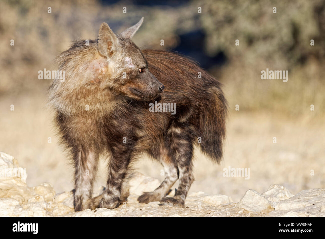 Braune Hyäne (zerbeissen Brunnea), Kgalagadi Transfrontier Park, Südafrika Stockfoto