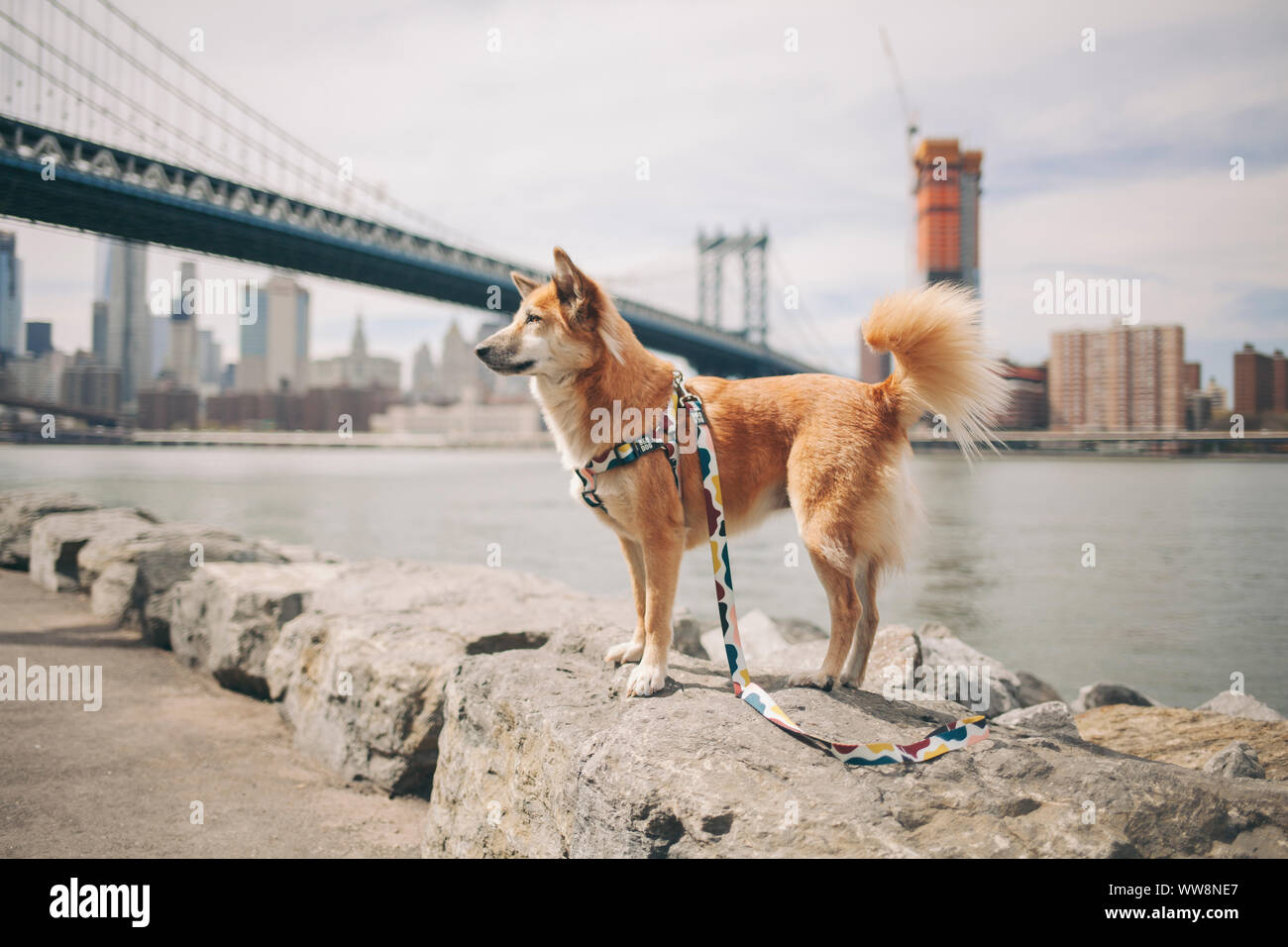 Blondine gerettet Hund in der Nähe von Manhattan Bridge irgendwo suchen Stockfoto