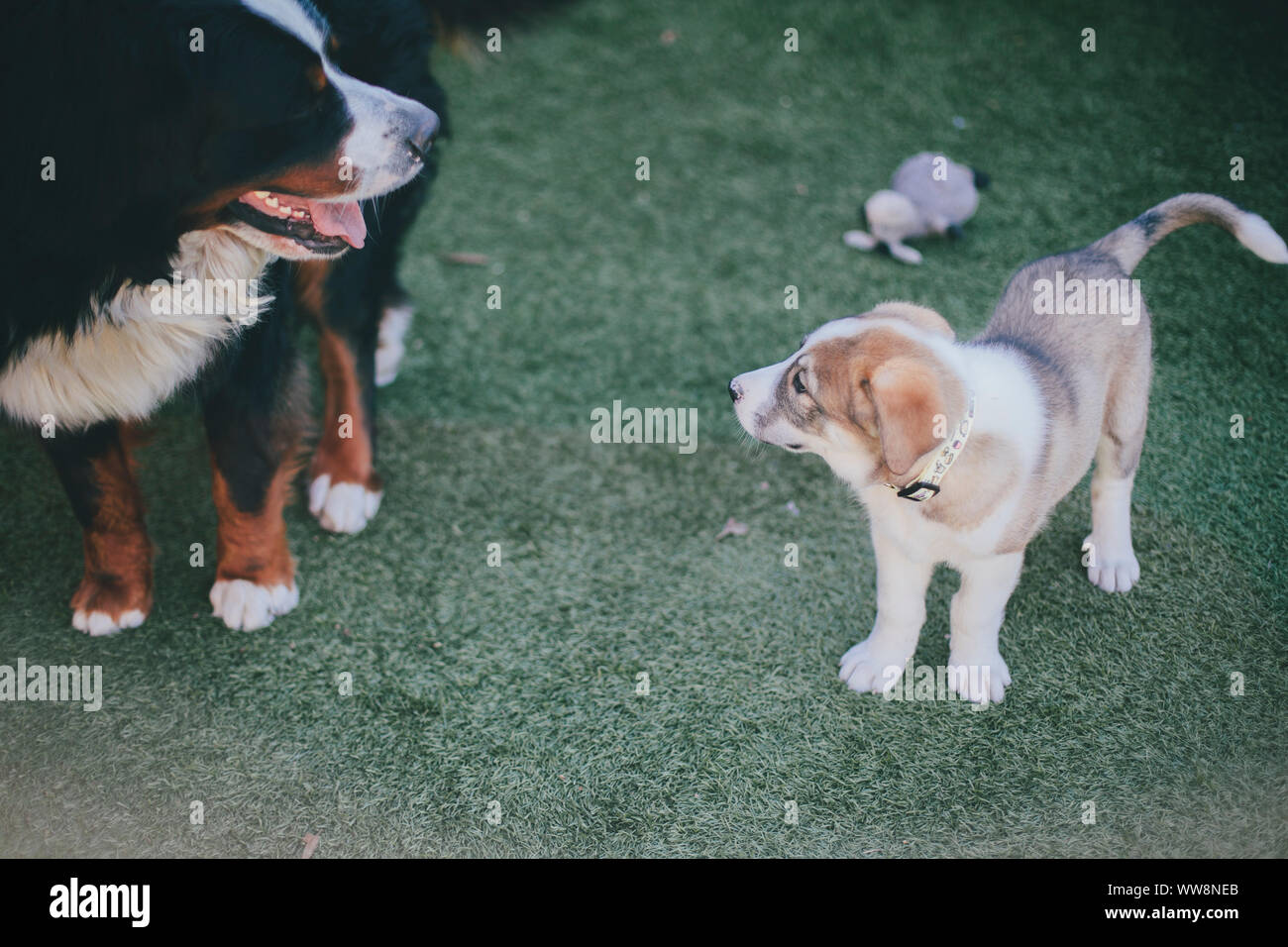 Zwei Hunde miteinander suchen, ein Welpe andere ein Erwachsener auf dem Gras Stockfoto