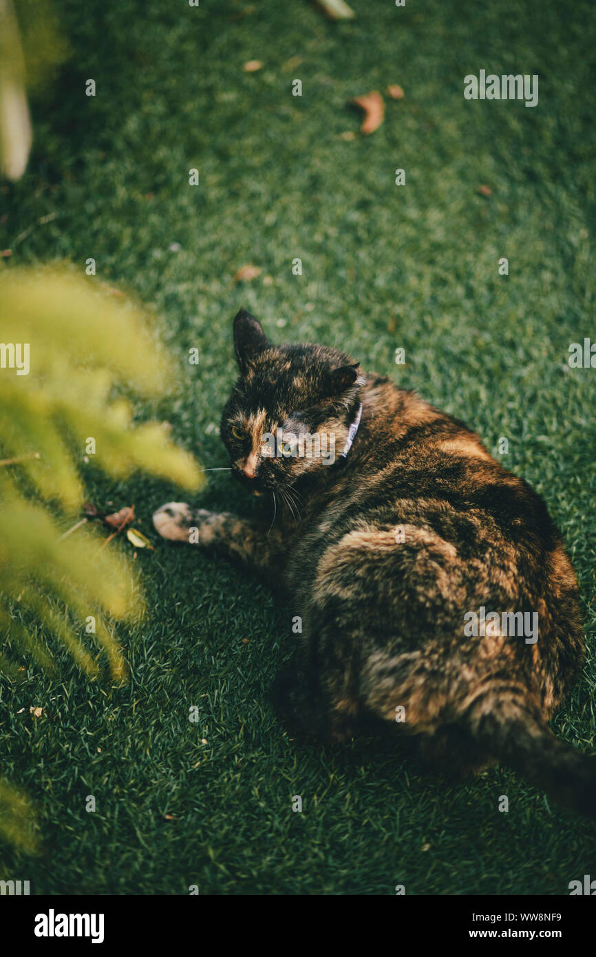 Weibliche fat 3 Farben Katze im Gras Stockfoto