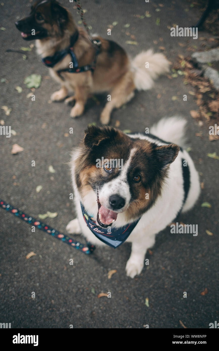 Fett glücklicher Hund in die Kamera schaut Stockfoto