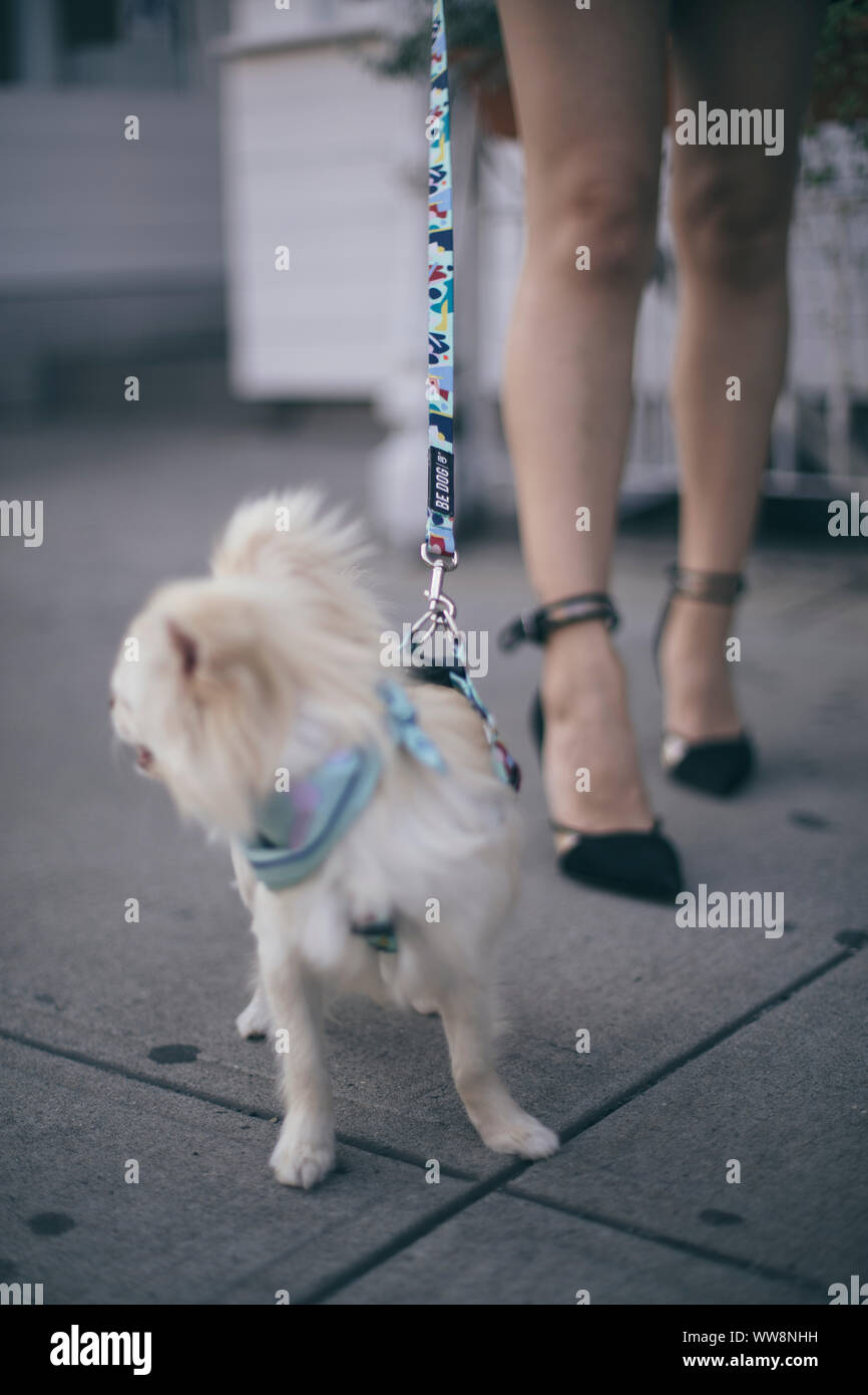 Junge Frauen gehen mit Ihrem Hund Stockfoto