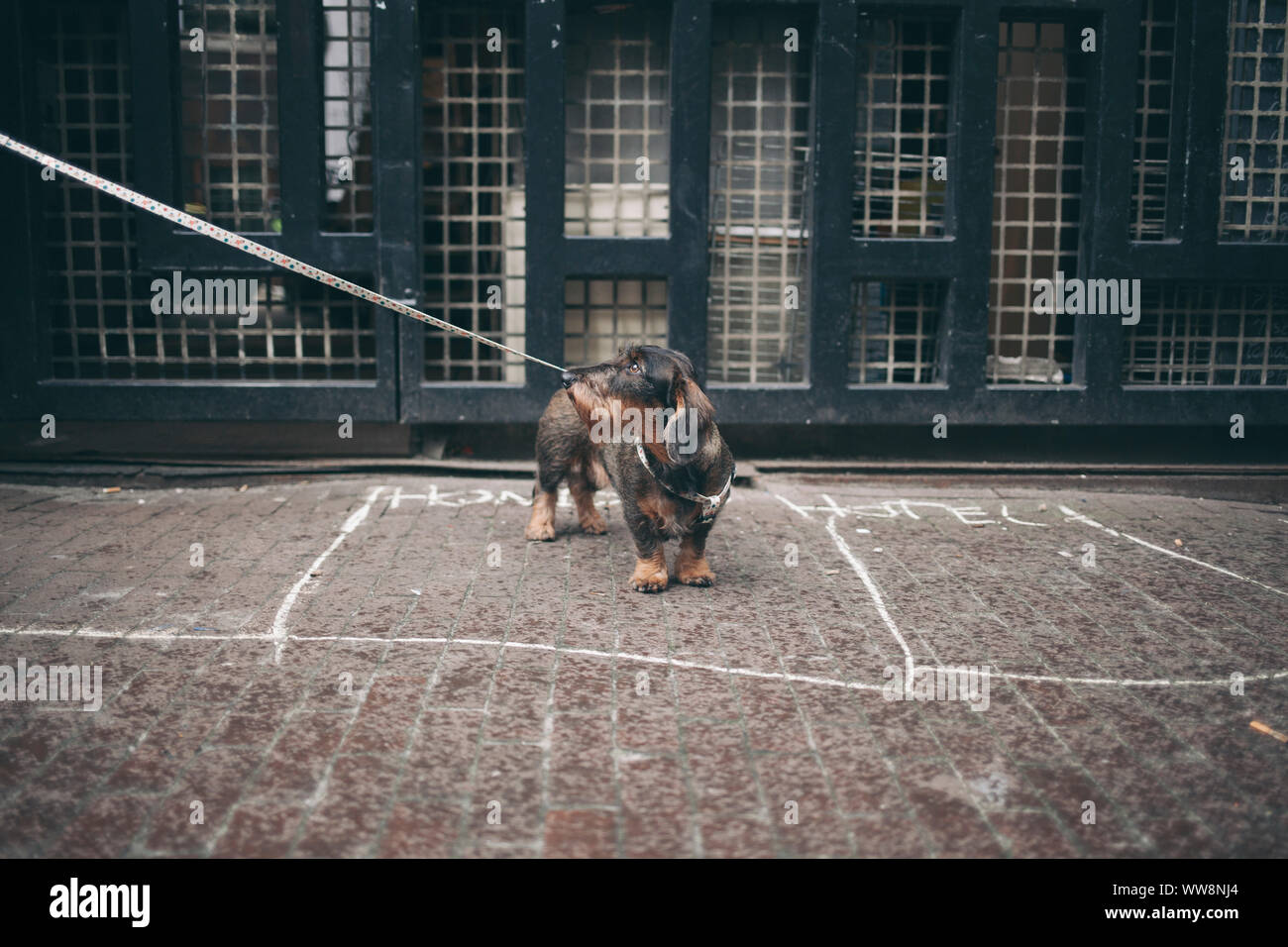 Dackel Hund auf der Straße Stockfoto