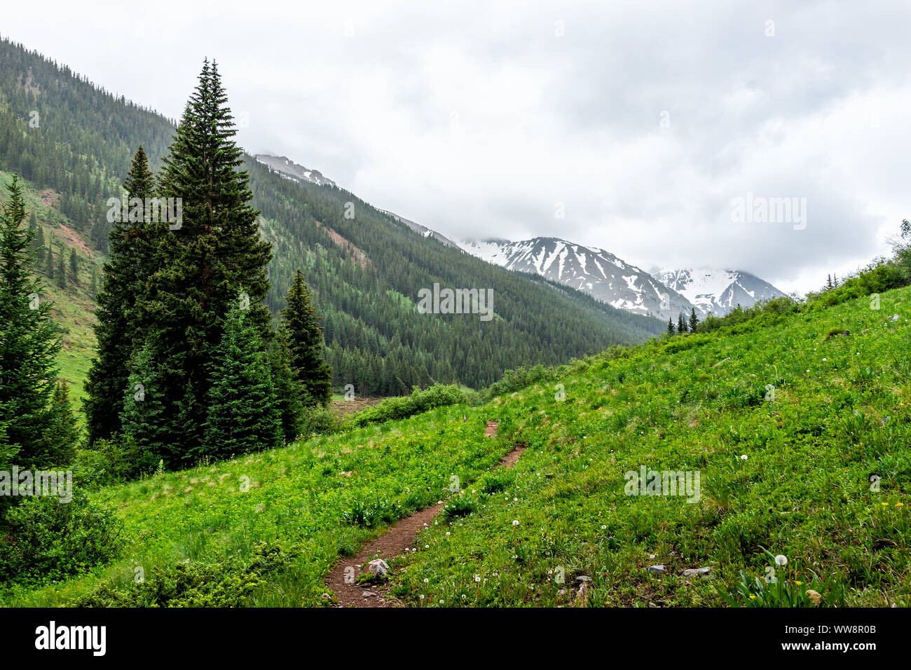 Offene Tal Blick auf Rätsel Creek Trail in Aspen, Colorado im Jahr 2019 Sommer mit grünen üppigen Pflanzen auf bewölkten Tag und Schmutz weg zu Snow Peak Stockfoto