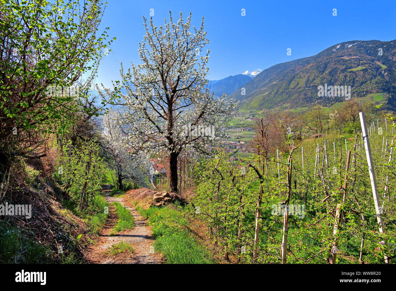 Art und Weise in einem Apple Orchard mit blühenden Kirschbaum, Dorf Tirol, Burggrafenamt, Südtirol, Italien Stockfoto