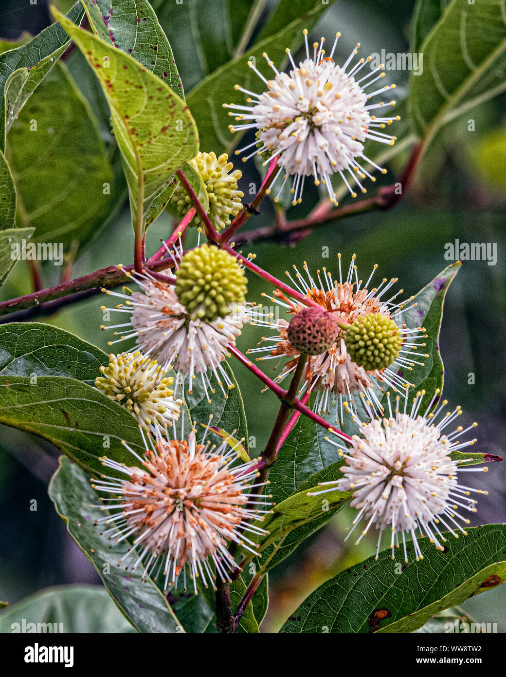 Gemeinsame Buttonbush Stockfoto