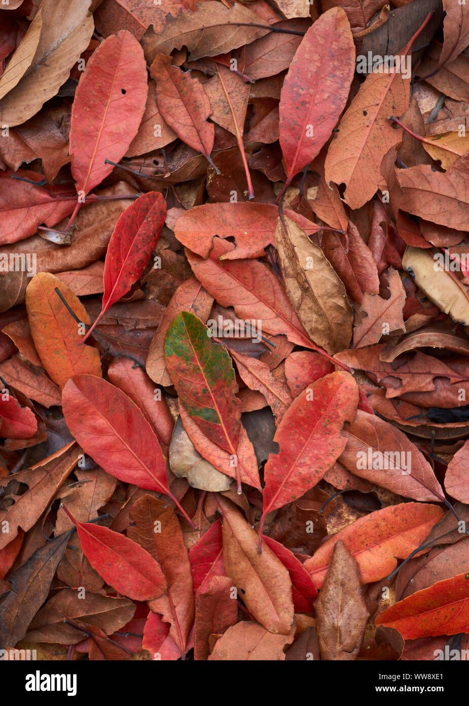 Hintergrund des gefallenen Blätter mit brillanten Farben Stockfoto