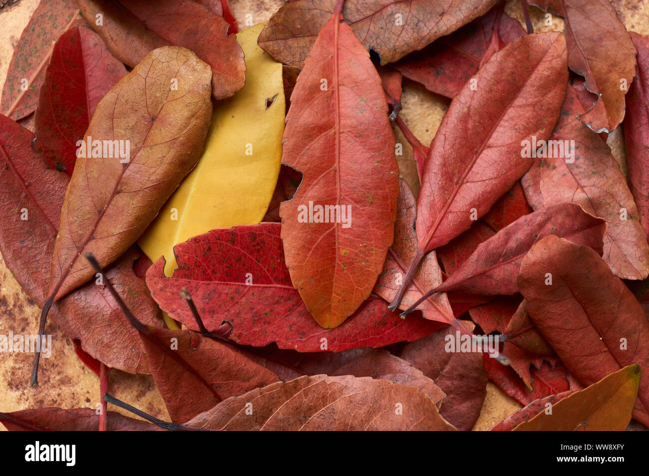 Hintergrund des gefallenen Blätter mit brillanten Farben Stockfoto