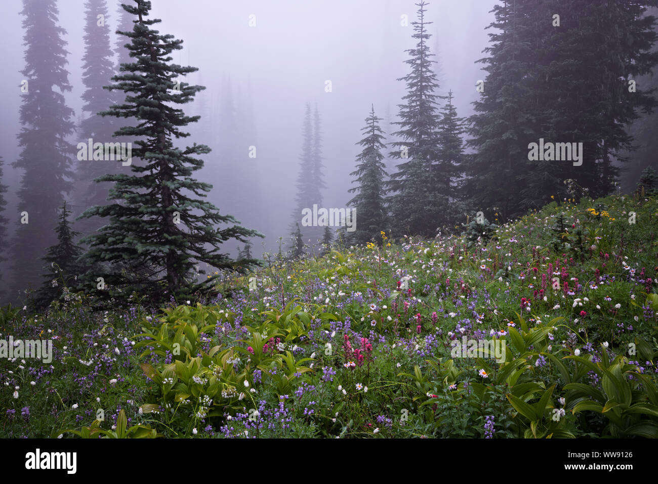 Die weiche cottony Blüte des bistort gibt einen Verschneiten Aussehen unter der Nebel im Paradies Wiese von Washingtons Mt Rainier National Park. Stockfoto