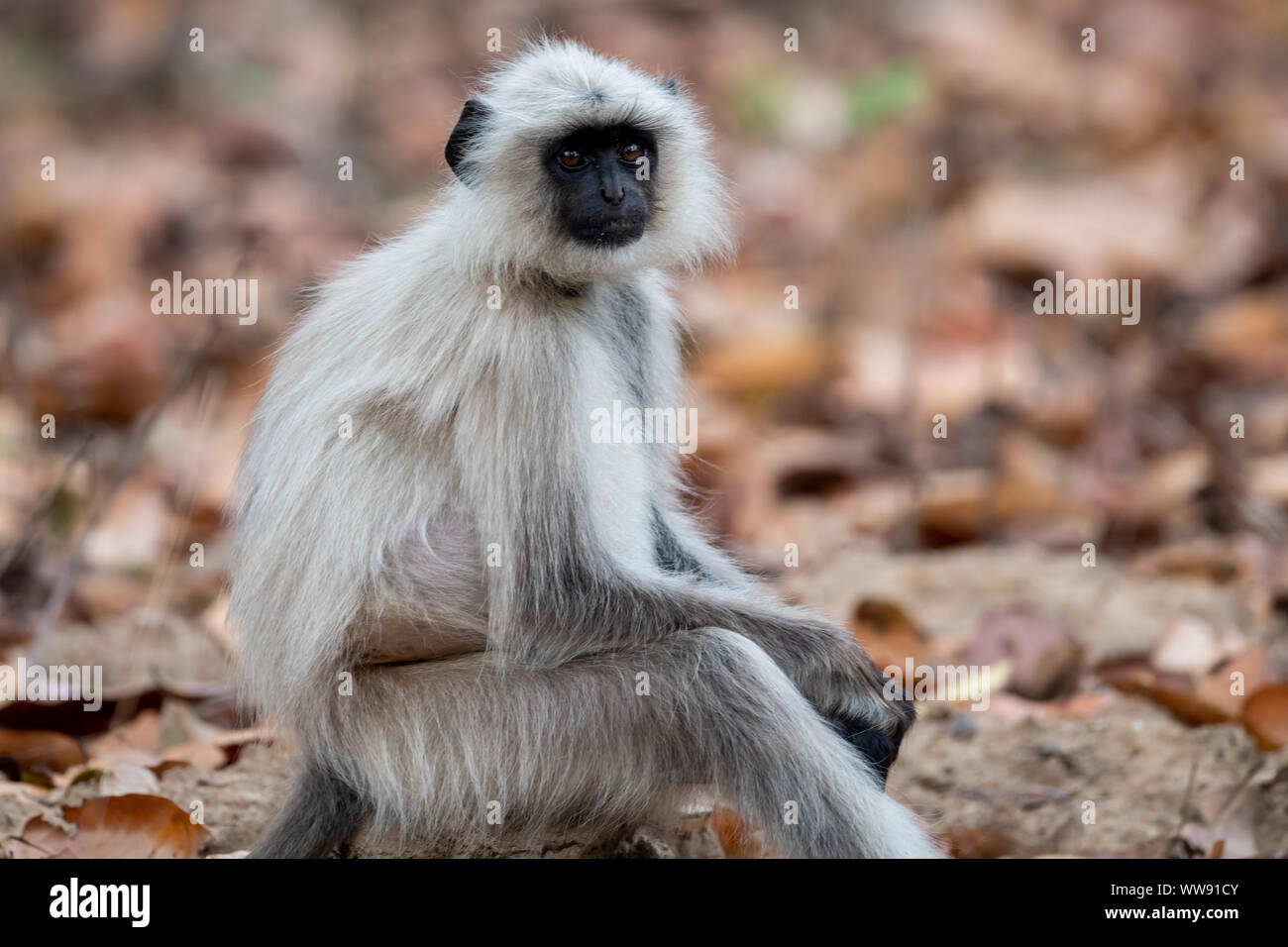 Grau langur (s) (Semnopithecus Entellus) in Indien Stockfoto