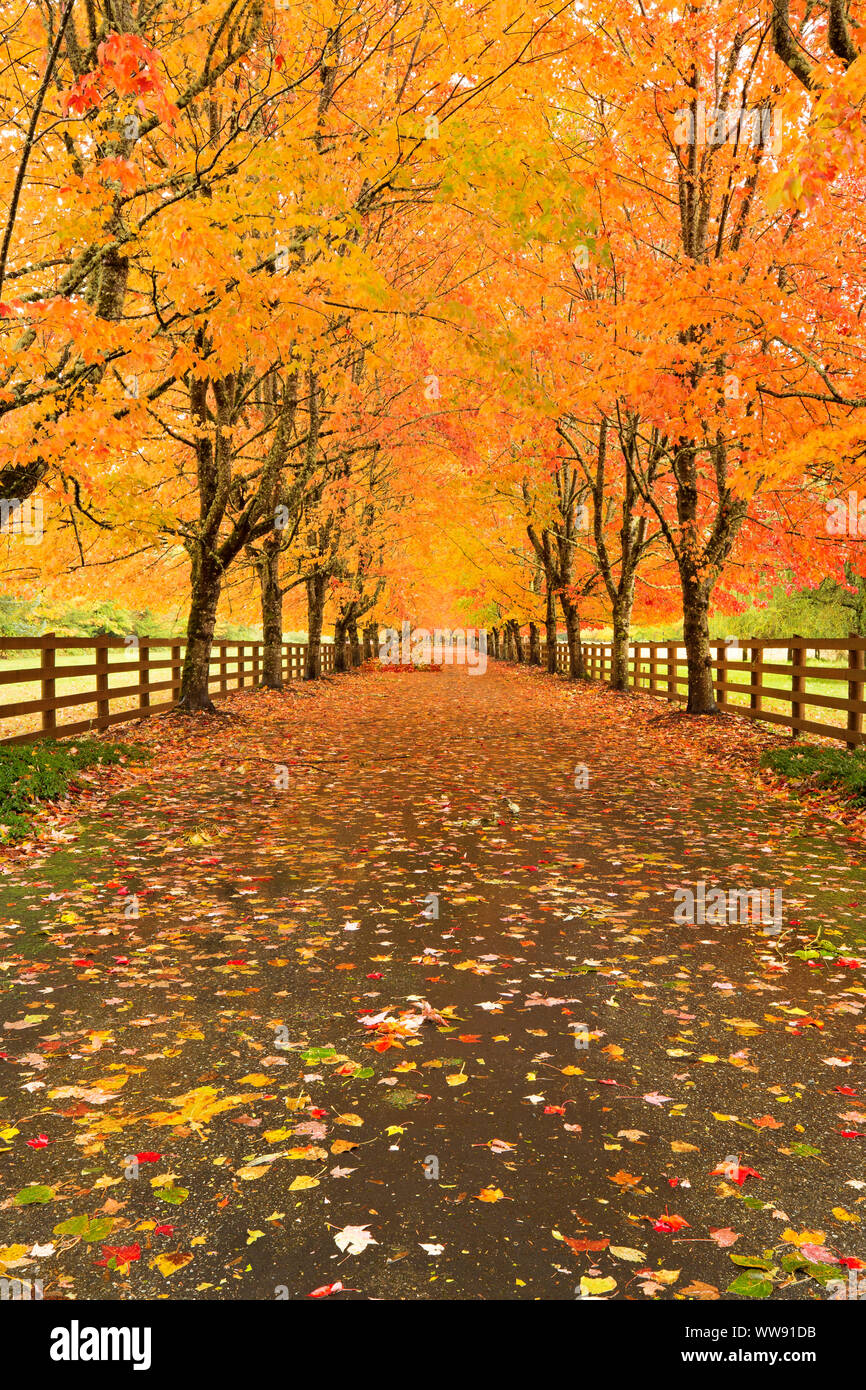 Bunte Herbst Farbe Linien eine Fahrstraße im pazifischen Nordwesten. Von Bäumen gesäumten Auffahrt mit Farben des Herbstes aus Ahorn Bäume gefüllt. Fluchtpunkt. scenic Stockfoto