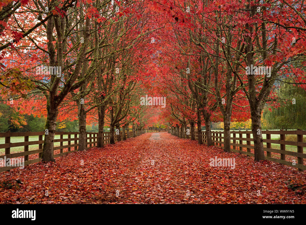 Bunte Herbst Farbe Linien eine Fahrstraße im pazifischen Nordwesten. Von Bäumen gesäumten Auffahrt mit Farben des Herbstes aus Ahorn Bäume gefüllt. Fluchtpunkt. scenic Stockfoto