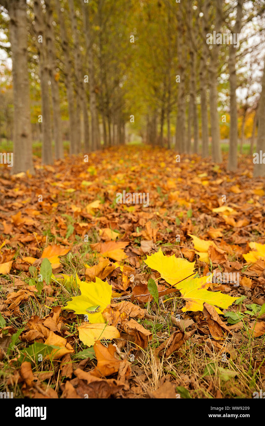 Herbst Farbe Linien der Weg durch Reihen von Bäumen. Vanishing Point und bunte Blätter im Herbst. Leaf peeping in einem Tunnel von Bäumen mit Herbst Farbe. Stockfoto