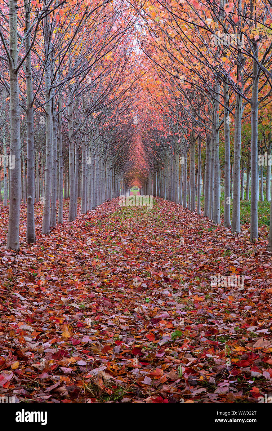 Herbst Farbe Linien der Weg durch Reihen von Bäumen. Vanishing Point und bunte Blätter im Herbst. Leaf peeping in einem Tunnel von Bäumen mit Herbst Farbe. Stockfoto