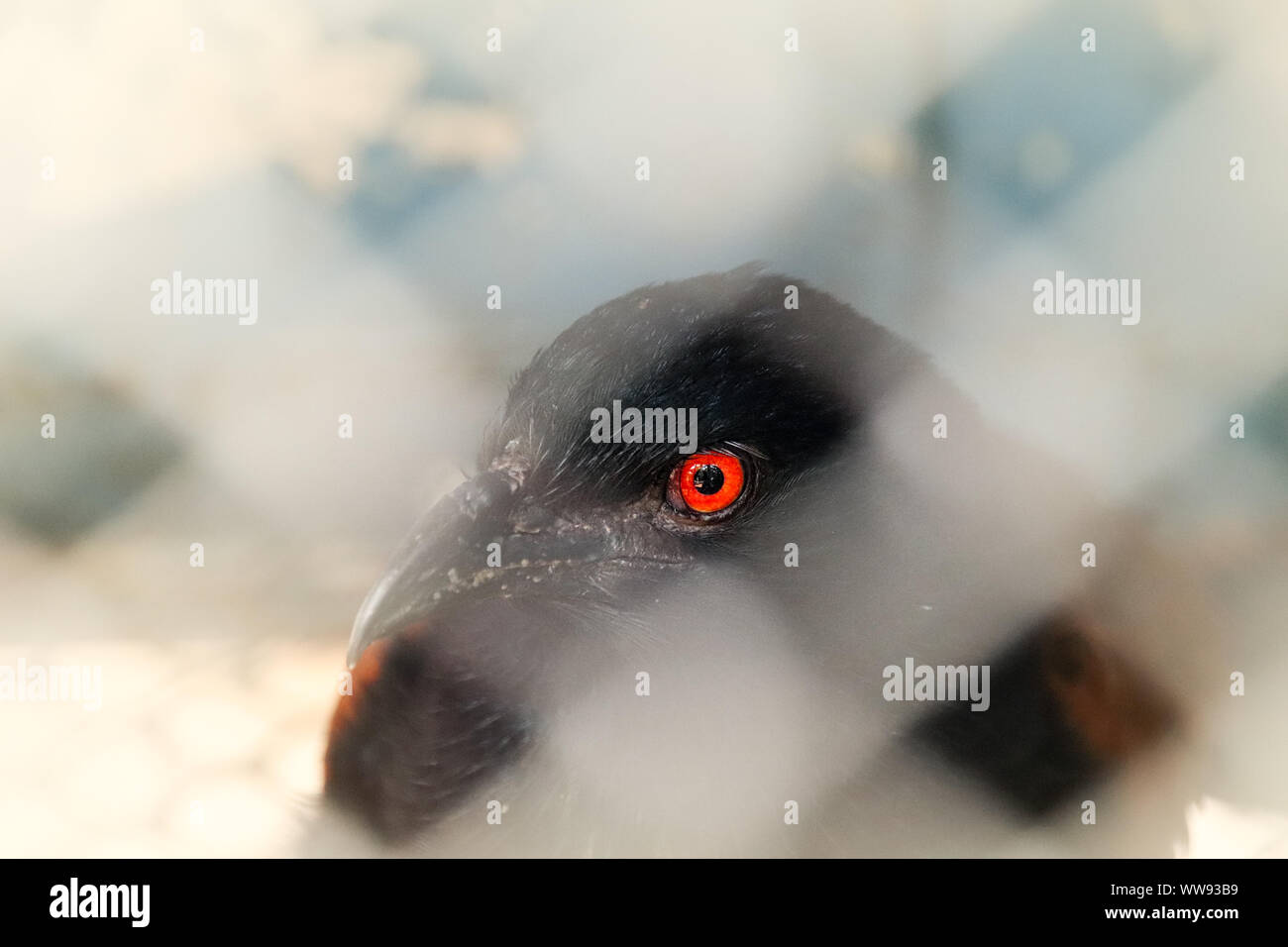 Konzeptfoto eines Vogels mit roten Augen hinter einer Kette Verbindungslineal Stockfoto
