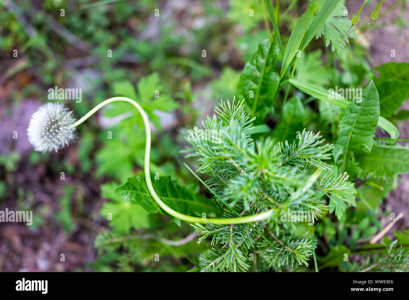 Flache Oberseite Nahaufnahme des weißen flauschigen Löwenzahn mit Saatgut und kleinen Pine Tree lant mit gebogenem Stengel in Aspen, Colorado Stockfoto