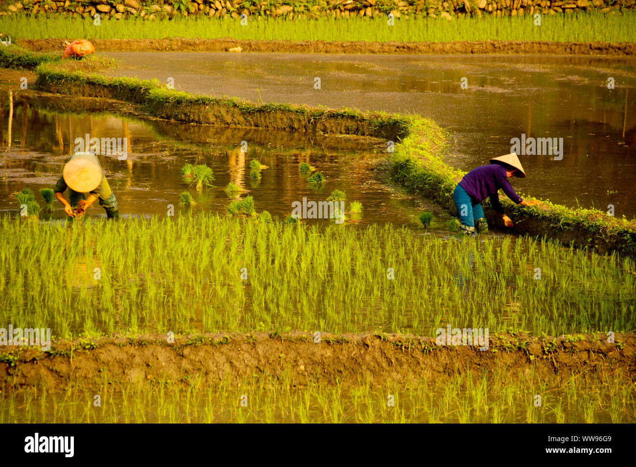 Friedliche Landschaft während der Reispflanzsaison in Vietnam, die das ehrliche ländliche Alltagsleben und langsames Leben zeigt Stockfoto