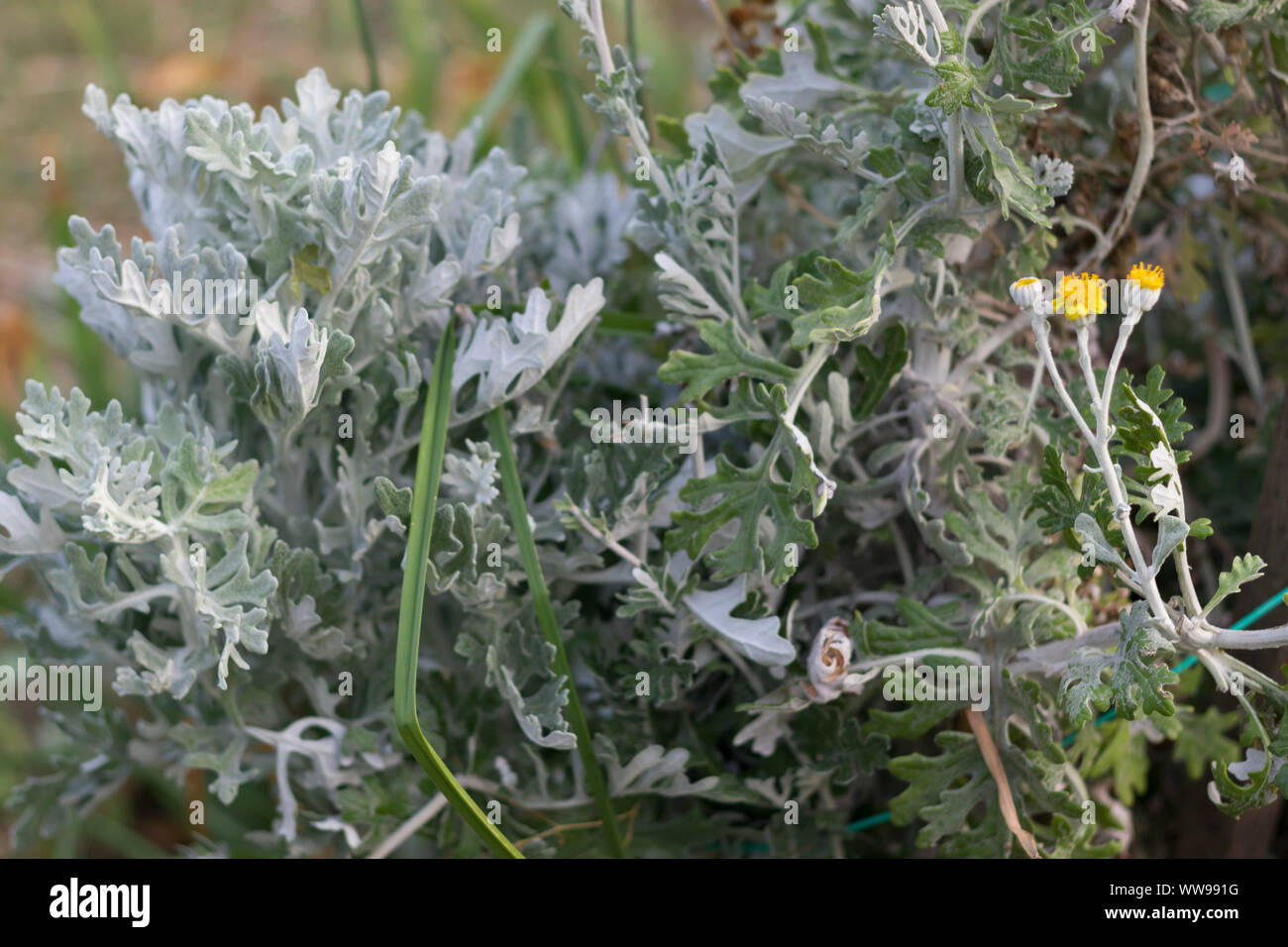 Die grauen und grünen Blätter der garten anlage Stockfoto