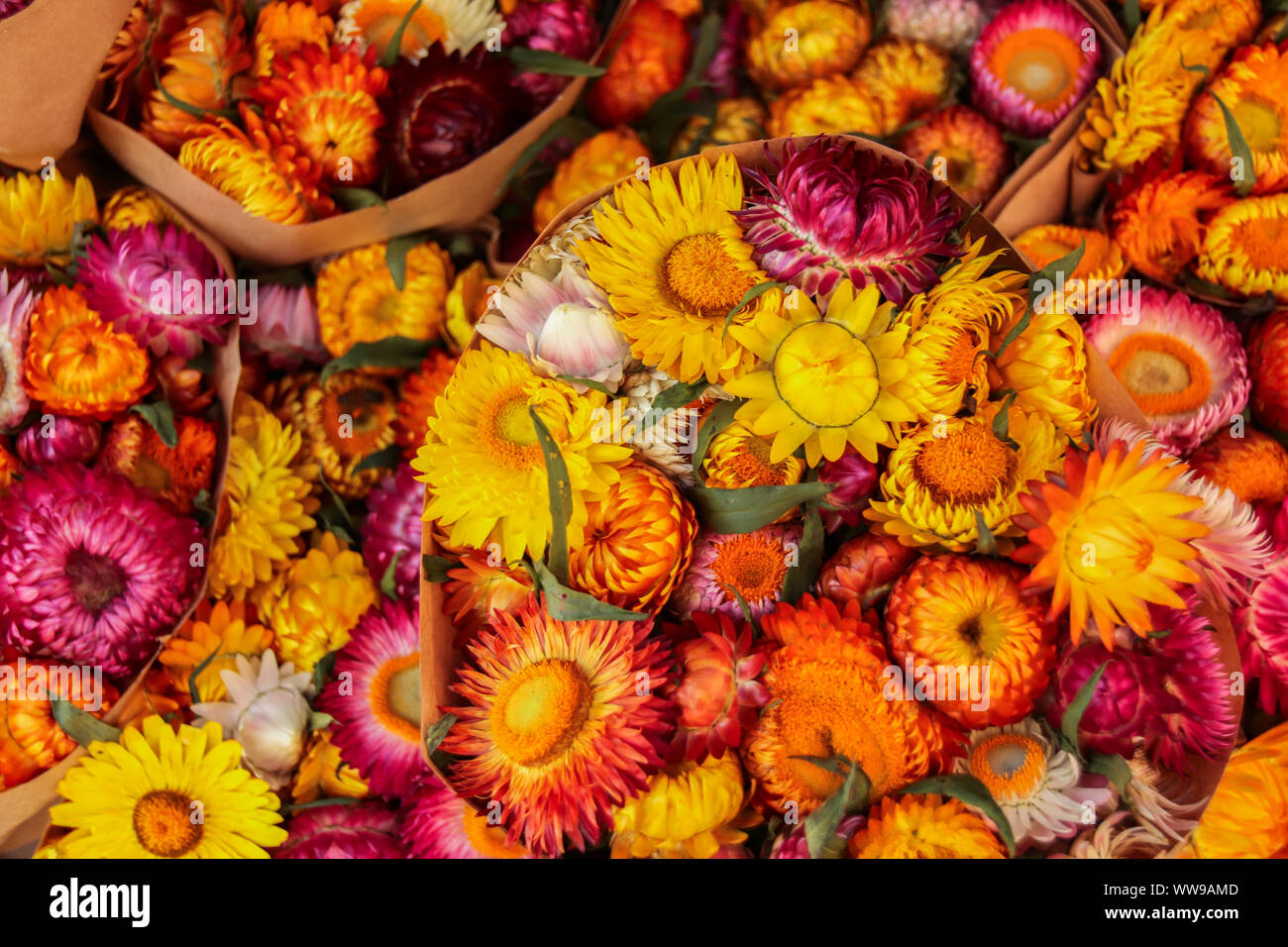 Jährliche traditionelle Blumenfest im zentralen Hochland von Da Lat, Provinz Lam Dong Vietnam Stockfoto