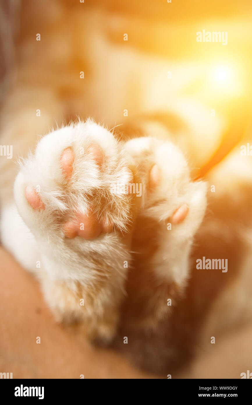 Die dreifarbige Katze Pfoten closeup auf unscharfen Hintergrund. Pads und Krallen Makro. Stockfoto