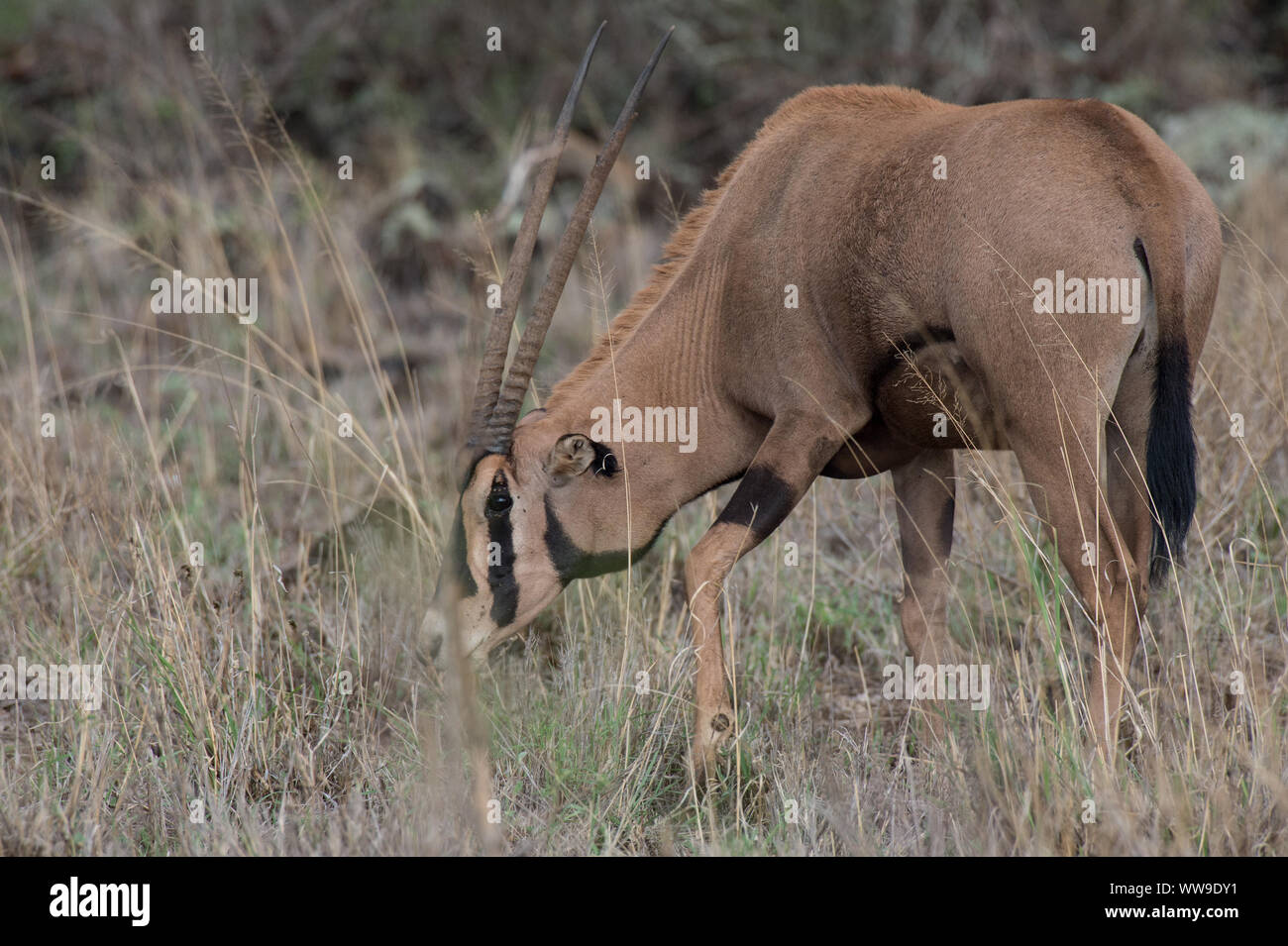 Pferdeantilope, Hippotragus equinus, Hornträger, Tsavo West Nationalpark, Kenia, Afrika Stockfoto