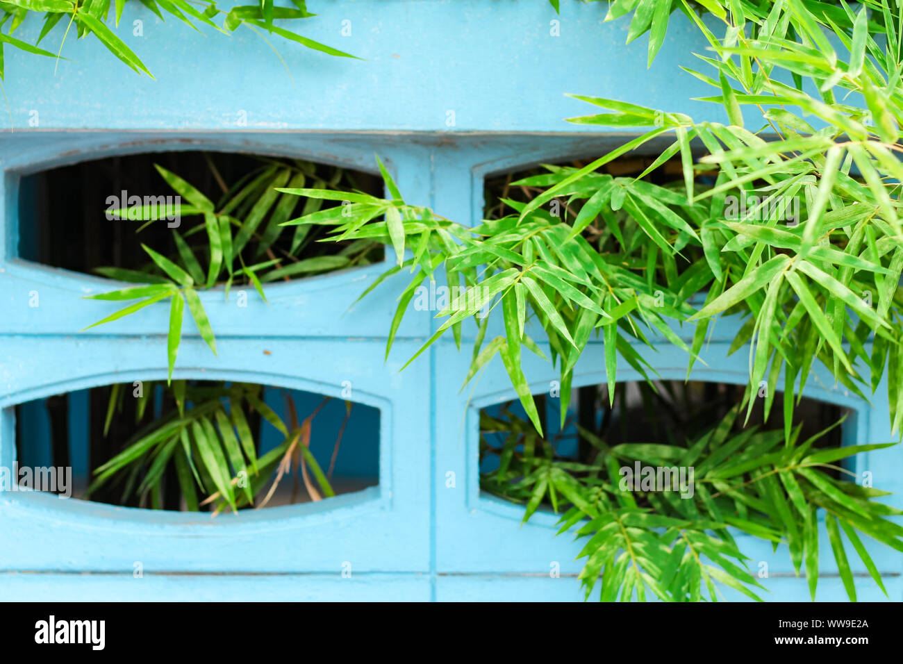 Grüne Bambusblätter vor einer hellblau gefärbten Wand, die einen kontrastierenden Hintergrund der Frühlingssaison bietet Stockfoto