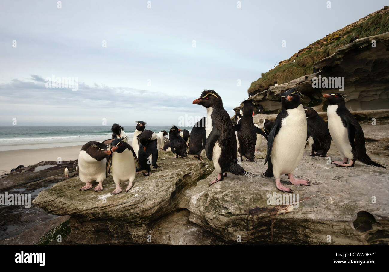Gruppe von Rockhopper Pinguine stehen auf dem Felsen, Falkland Inseln. Stockfoto