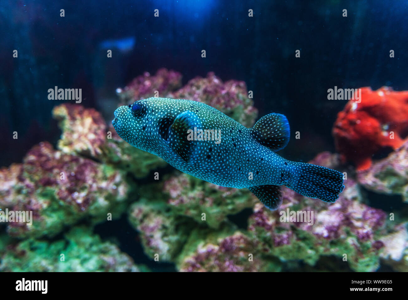 Weiß gefleckten Kugelfisch (Arothron Hispidus). Meeresfische. Stockfoto