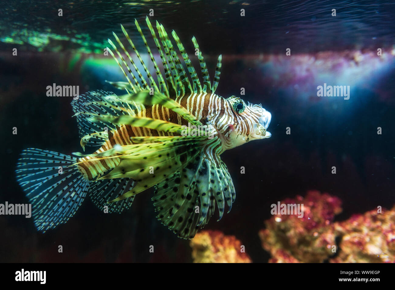 In der Nähe auf einem roten Feuerfische - Korallenriff Fische in großen Aquarium Stockfoto