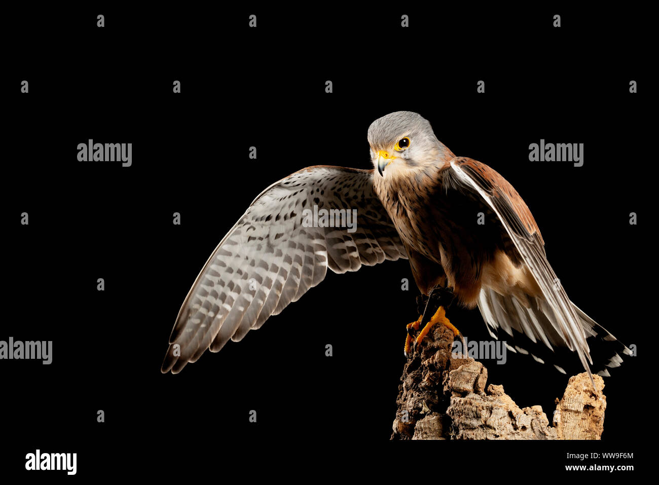 Schöne Porträts von Turmfalke Falco Tinnunculus in Einstellung Studio auf schwarzem Hintergrund Stockfoto