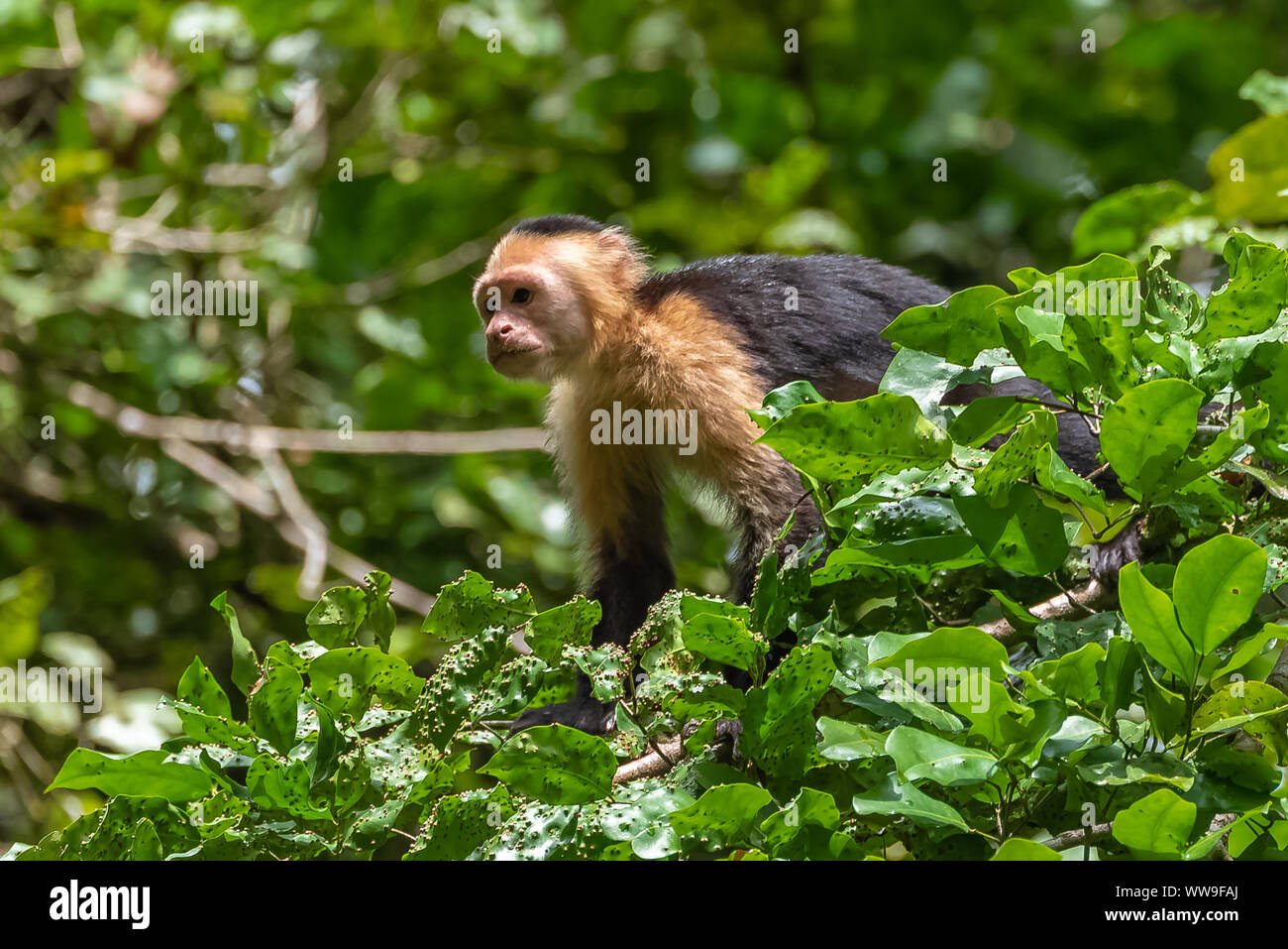Kapuziner, Affe auf einem Baum in den Dschungel, Costa Rica Stockfoto