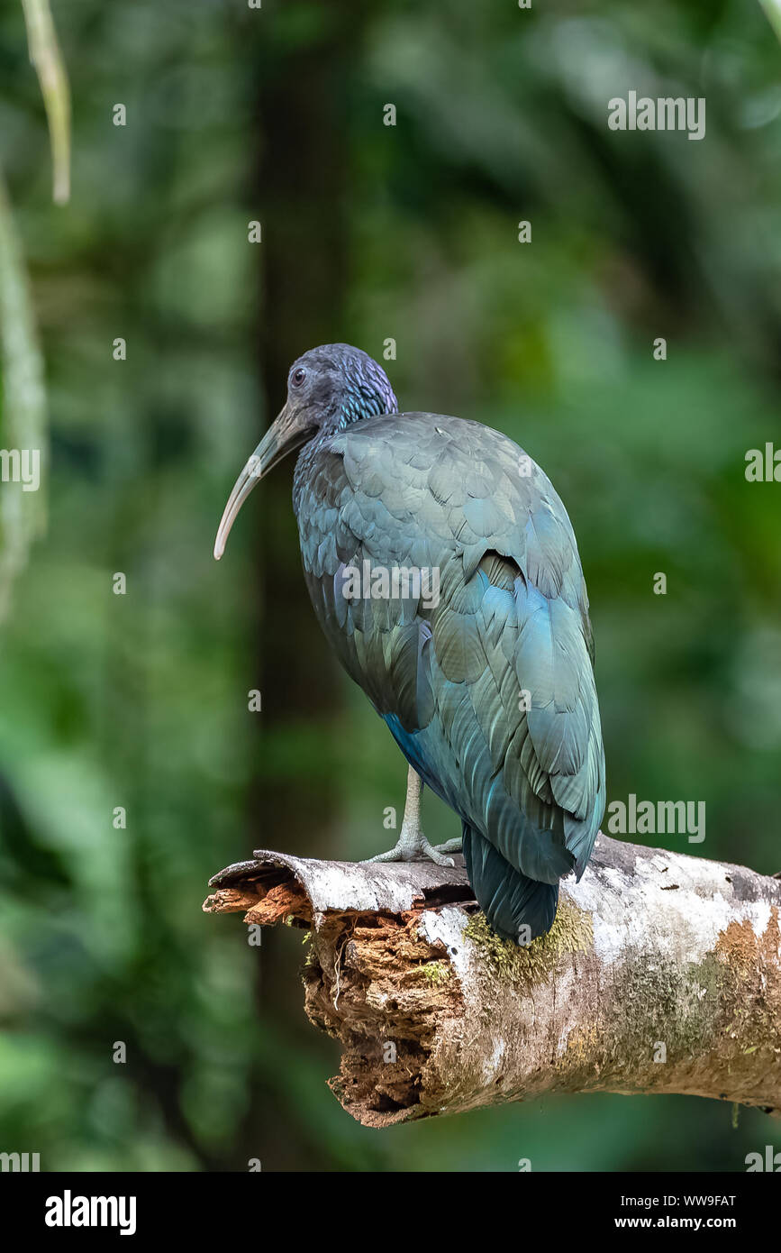 Ibis, Mesembrinibis cayennensis Grün, Vogel auf einem Zweig in Costa Rica Stockfoto Ibis, Mesembrinibis cayennensis Grün, Vogel auf einem Zweig in Costa Rica Stockfoto