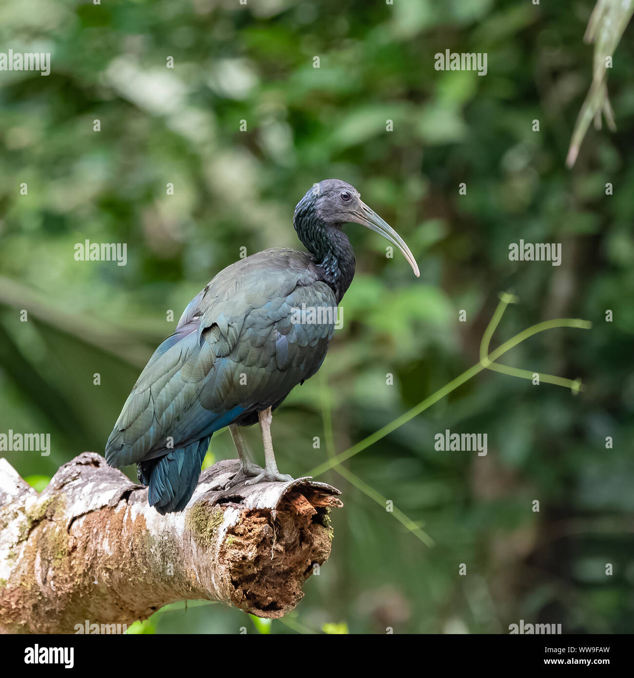 Ibis, Mesembrinibis cayennensis Grün, Vogel auf einem Zweig in Costa Rica Stockfoto Ibis, Mesembrinibis cayennensis Grün, Vogel auf einem Zweig in Costa Rica Stockfoto