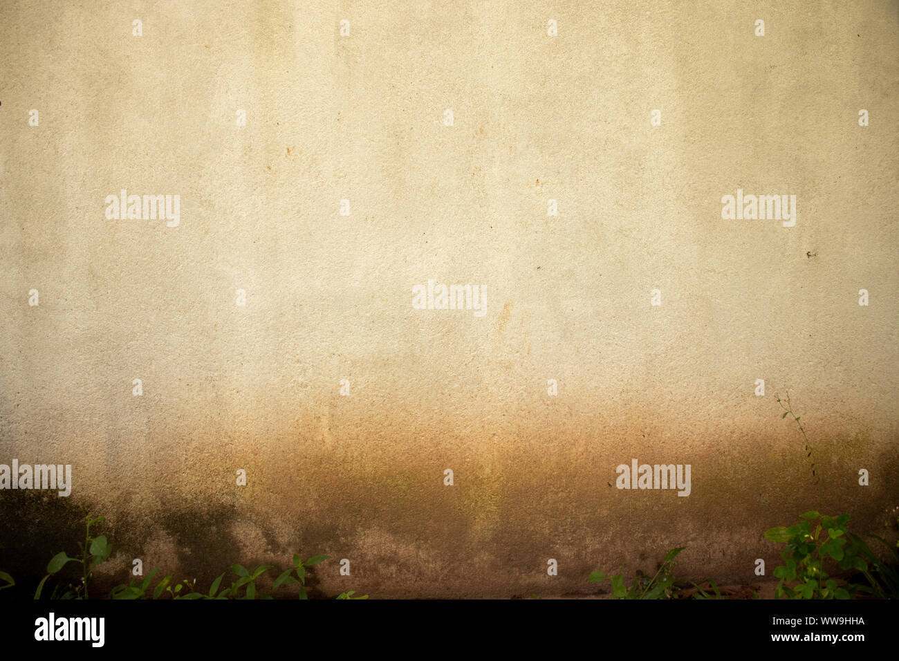 Alte Pilz wand Textur weiß und braun Stockfoto