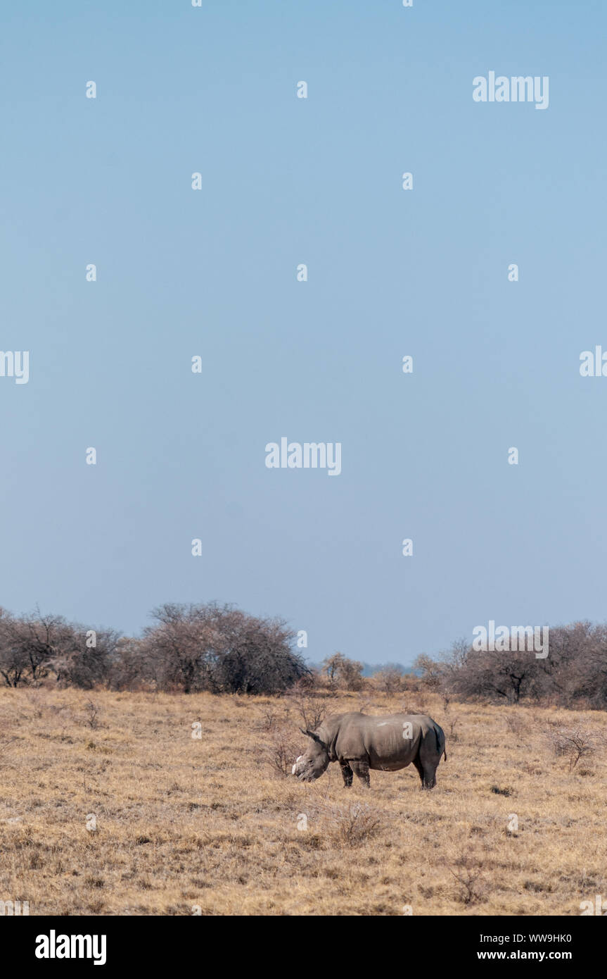 Ein einsamer enthornt Schwarzes Nashorn - Diceros bicornis occidentalis - Beweidung in Etosha National Park, Namibia. Schwarze Nashörner sind durch Wilderei stark bedroht. Die Hupe wird entfernt, um die WILDERER von der Tötung der Tiere zu stoppen. Stockfoto