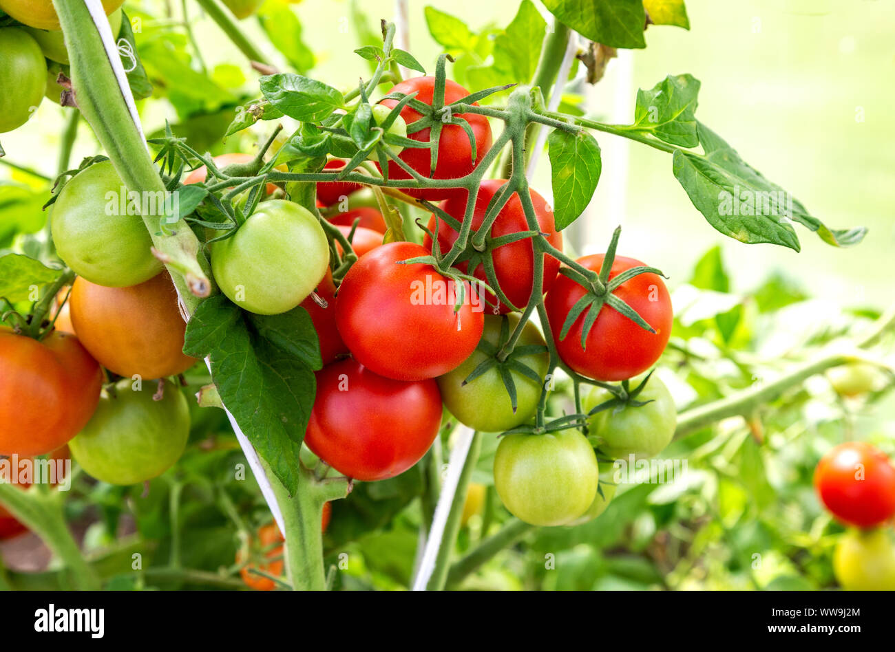 Tomaten Früchte wachsen in einem Gewächshaus Nahaufnahme Stockfoto
