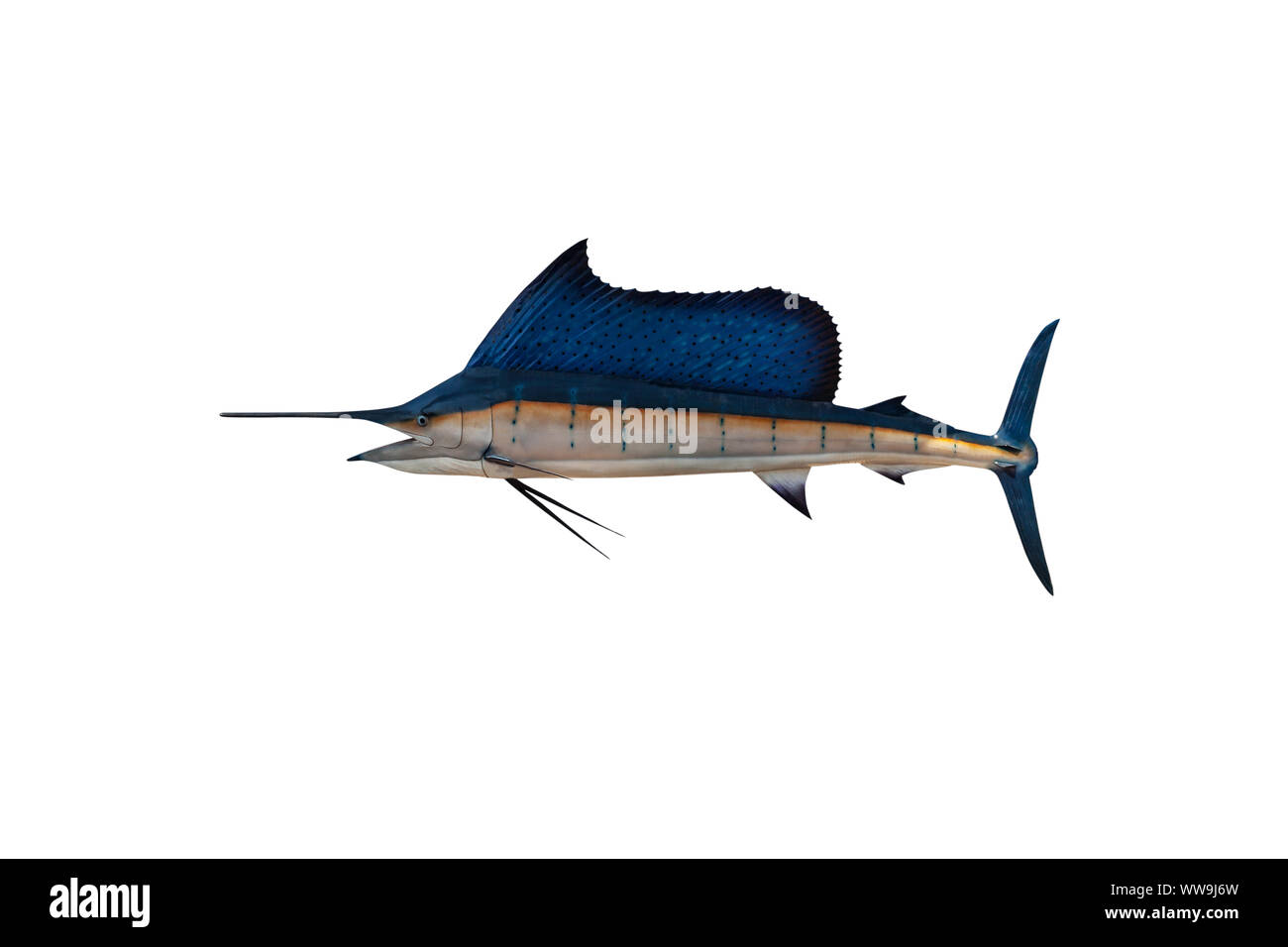 Marlin, Schwertfisch, Segelfisch Istiophorus Fische (Salzwasser) auf weißem Hintergrund mit Freistellungspfad isoliert. Stockfoto