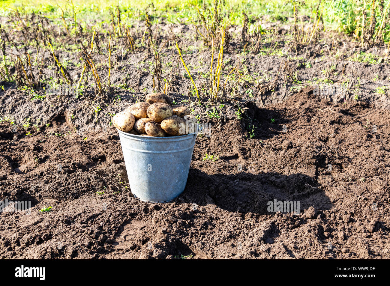 Frisch geerntete Biokartoffeln in Metall Eimer im Gemüsegarten. Kartoffel Ernte auf dem Feld Stockfoto